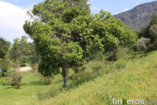 VISTA HERMOSA - Finca en Choachí, Cundinamarca